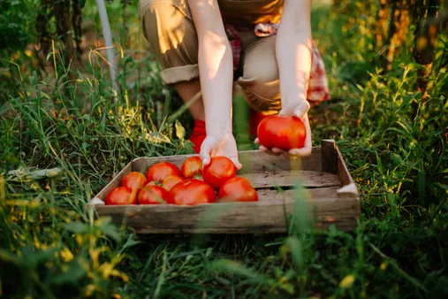 Creating Your Own Heirloom Tomato Spaghetti Sauce: Tips and Variations