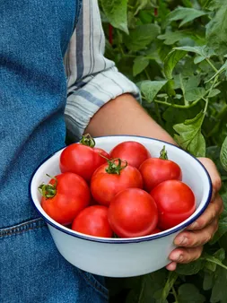 Unlock Incredible Flavor: Heirloom Tomatoes For Sauce